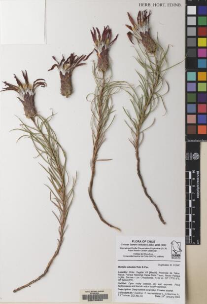 Mutisia subulata [Espécimen: ]