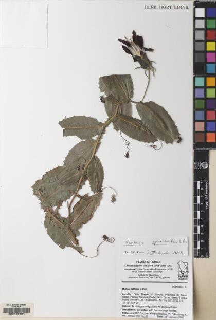 Mutisia spinosa [Espécimen: ]