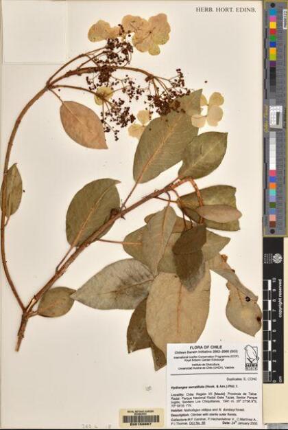 Hydrangea serratifolia [Espécimen: ]