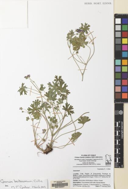 Geranium berteroanum [Espécimen: ]