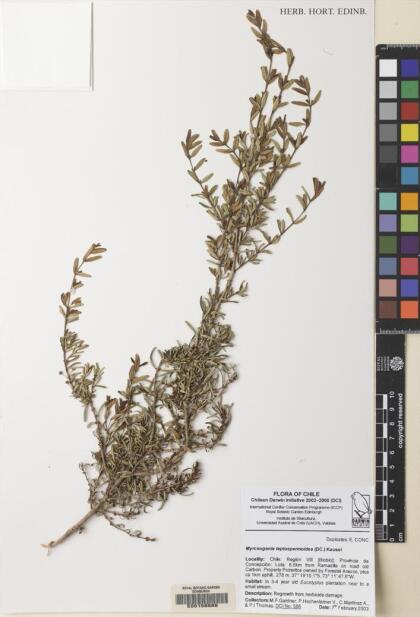 Myrceugenia leptospermoides [Espécimen: ]