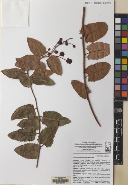 Berberidopsis corallina [Espécimen: ]