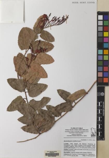 Berberidopsis corallina [Espécimen: ]