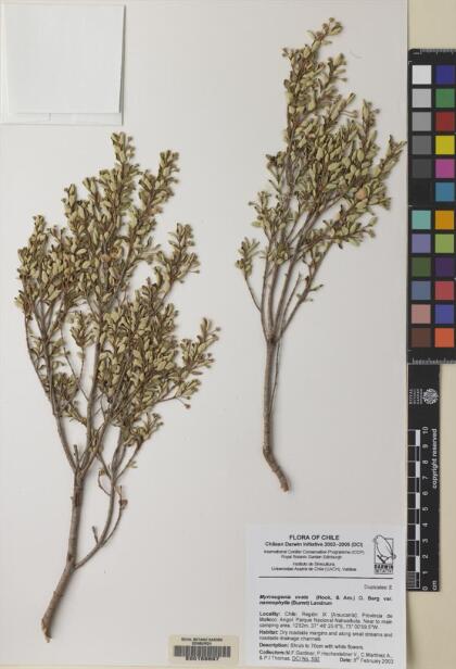 Myrceugenia ovata var. nannophylla [Espécimen: ]