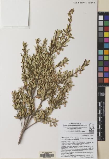 Myrceugenia ovata var. nannophylla [Espécimen: ]