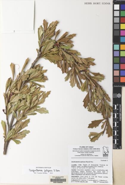 Desfontainia fulgens [Espécimen: ]