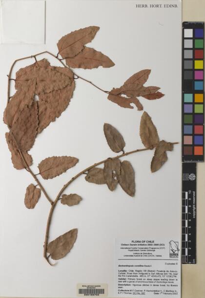 Berberidopsis corallina [Espécimen: ]