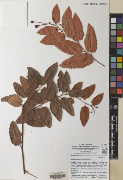 Berberidopsis corallina [Espécimen: ]