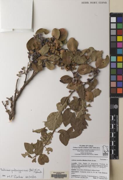 Schinus patagonica [Espécimen: ]