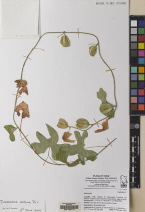 Dioscorea andina [Espécimen: ]