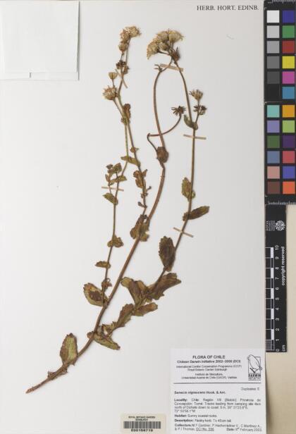 Senecio nigrescens [Espécimen: ]