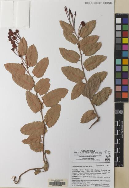 Berberidopsis corallina [Espécimen: ]
