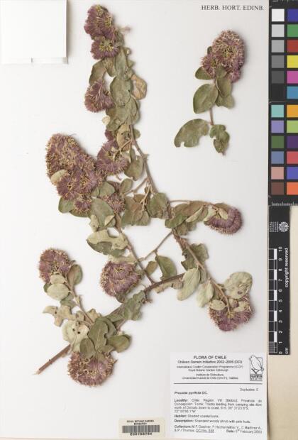 Proustia pyrifolia [Espécimen: ]