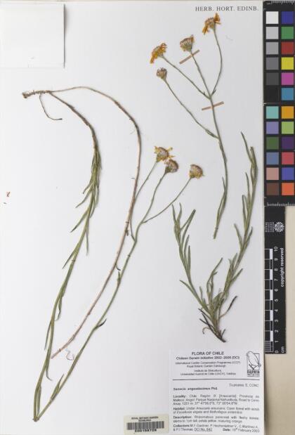 Senecio angustissimus [Espécimen: ]