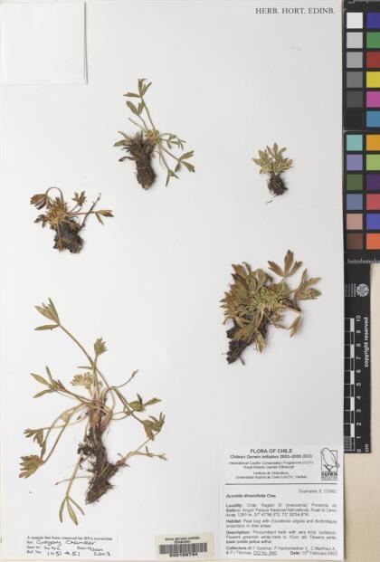 Azorella diversifolia [Espécimen: ]