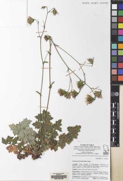 Perezia prenanthoides [Espécimen: ]