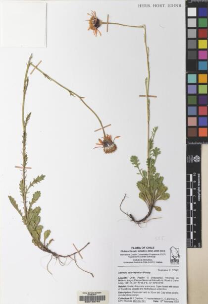 Senecio calocephalus [Espécimen: ]