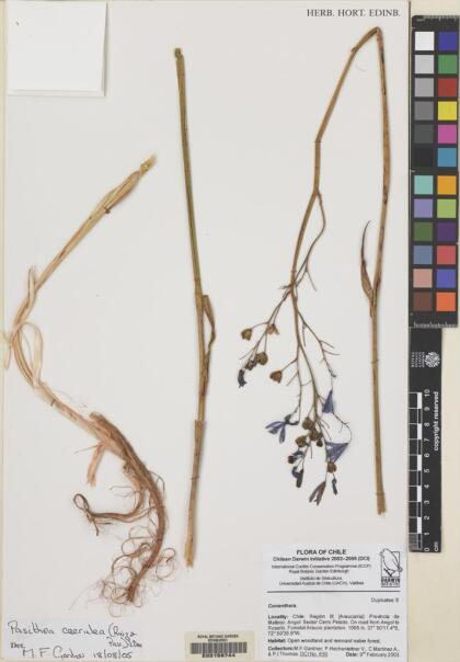 Pasithea caerulea [Espécimen: ]