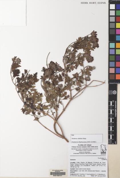 Glandularia ribifolia [Espécimen: ]