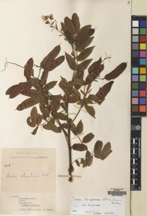 Senna stipulacea [Espécimen: ]