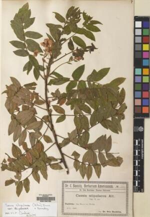 Senna stipulacea [Espécimen: ]