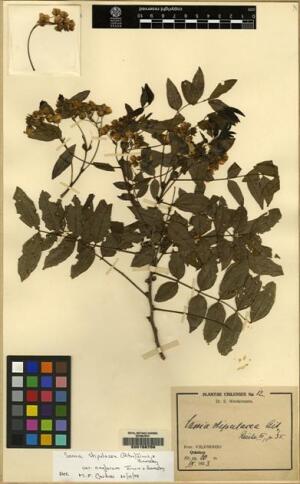 Senna stipulacea [Espécimen: ]
