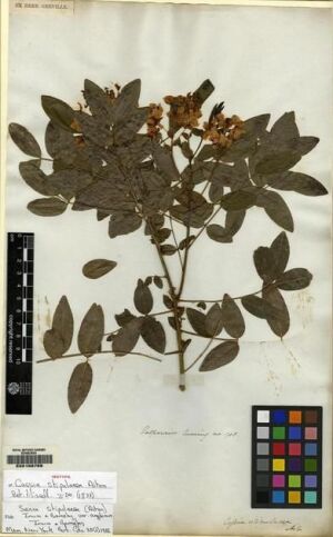 Senna stipulacea [Espécimen: ]
