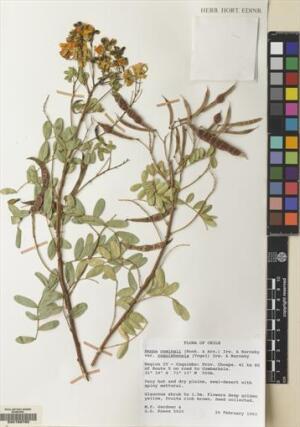 Senna cumingii var. coquimbensis [Espécimen: ]