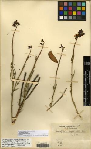 Erythrostemon angulatus [Espécimen: ]