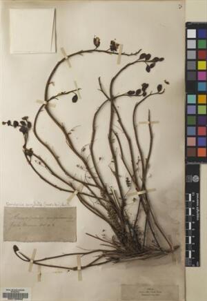 Erythrostemon angulatus [Espécimen: ]