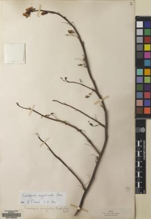 Erythrostemon angulatus [Espécimen: ]