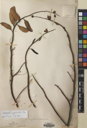 Erythrostemon angulatus [Espécimen: ]