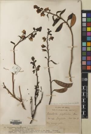 Erythrostemon angulatus [Espécimen: ]