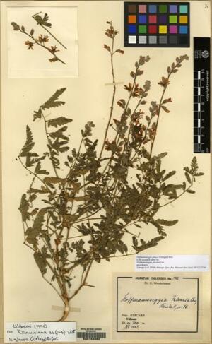 Hoffmannseggia glauca [Espécimen: ]
