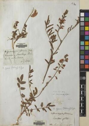 Hoffmannseggia glauca [Espécimen: ]