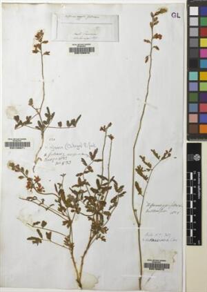 Hoffmannseggia glauca [Espécimen: ]