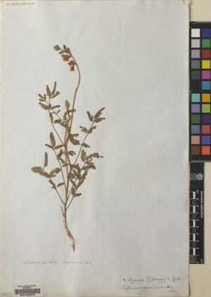 Hoffmannseggia glauca [Espécimen: ]
