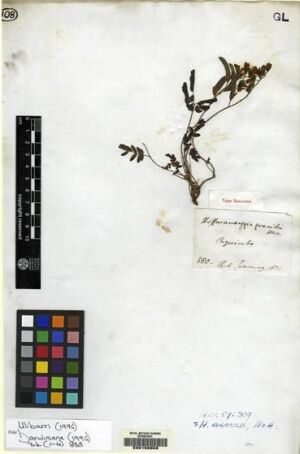 Hoffmannseggia prostrata [Espécimen: ]