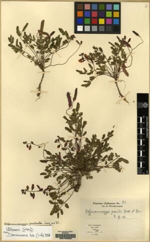 Hoffmannseggia prostrata [Espécimen: ]