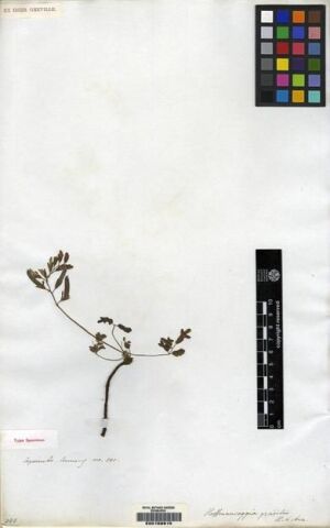 Hoffmannseggia prostrata [Espécimen: ]