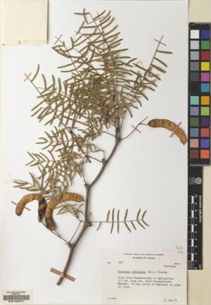 Neltuma chilensis [Espécimen: ]