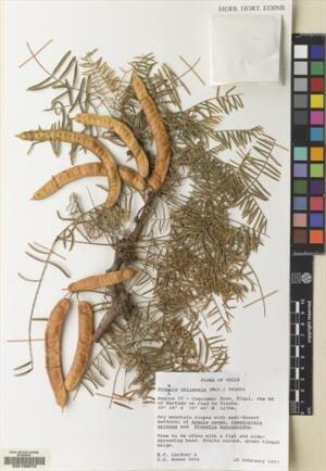 Neltuma chilensis [Espécimen: ]