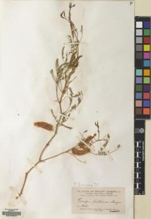 Neltuma flexuosa [Espécimen: ]