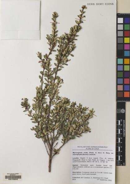 Myrceugenia ovata var. nannophylla [Espécimen: ]