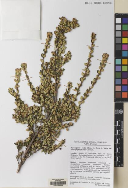 Myrceugenia ovata var. nannophylla [Espécimen: ]