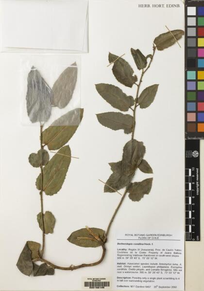 Berberidopsis corallina [Espécimen: ]