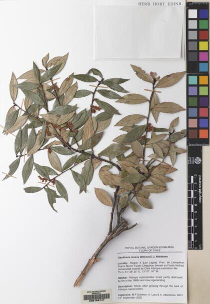 Gaultheria insana [Espécimen: ]