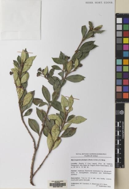 Myrceugenia planipes [Espécimen: ]
