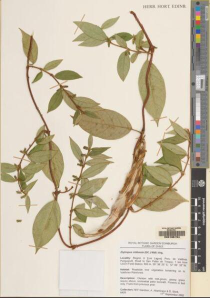 Elytropus chilensis [Espécimen: ]
