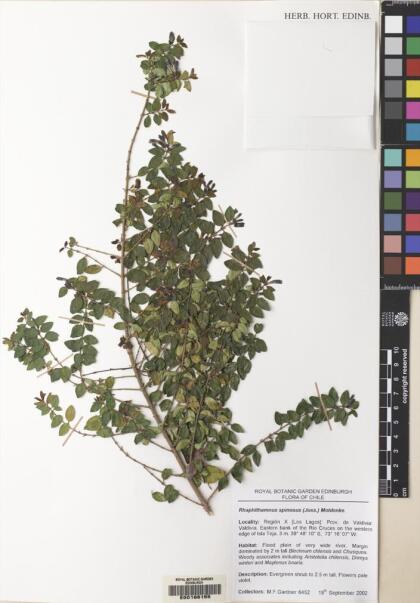 Rhaphithamnus spinosus [Espécimen: ]